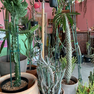 Virgil's Plant Shop
