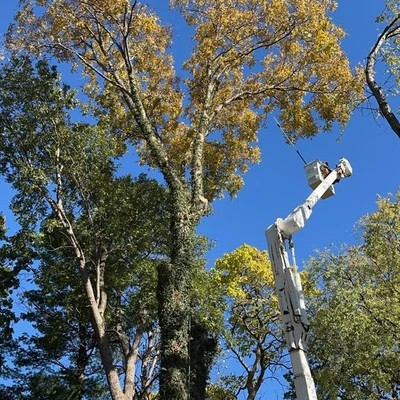 Daniel’s Tree Service