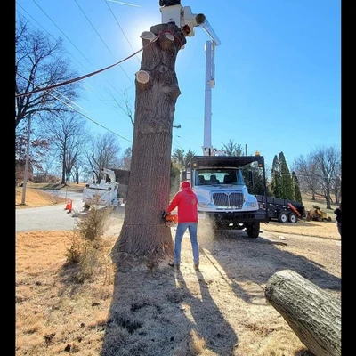 Rene Martine Tree Service KC