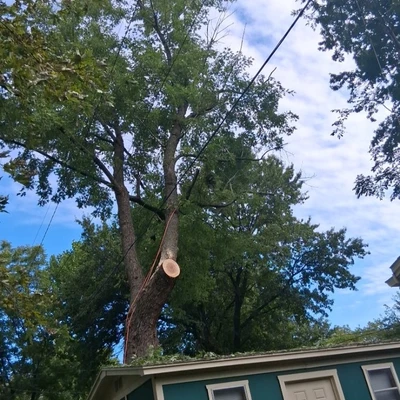 Alvarado Tree Services