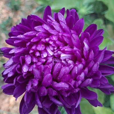 Green Goddess Gardens