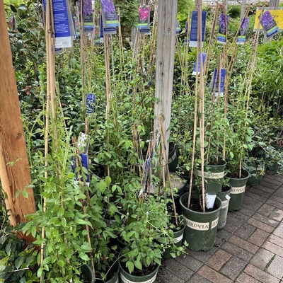 Nicholson Hardie - Nursery and Garden Center