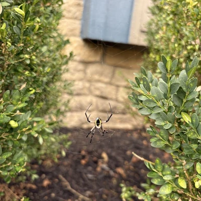 Bug Off Pest Control