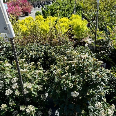 Oakdale Greenhouses