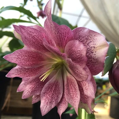 King's Greenhouse