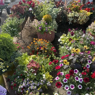 Wilson's Nursery & Garden Center