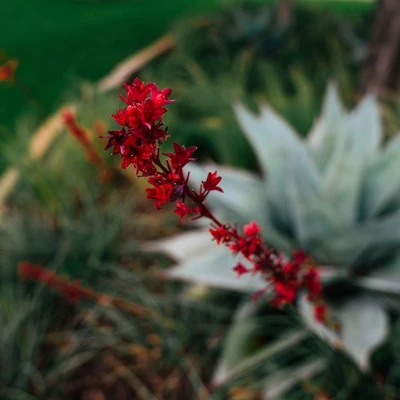 Native Gardeners