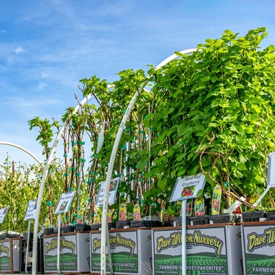 Green's Produce and Plants