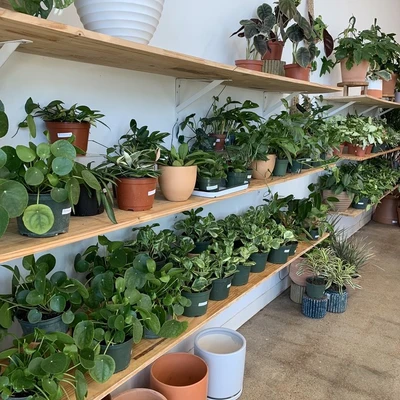 Grow Plant Shop