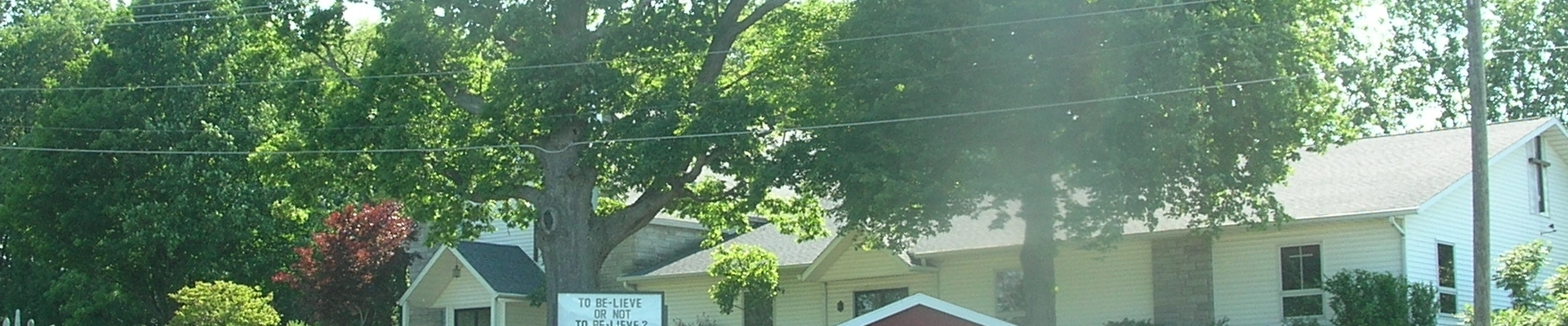 Tree in Springville, TN