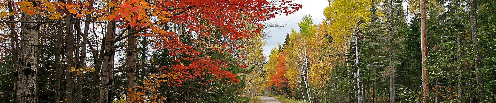 Tree providers in Stratton