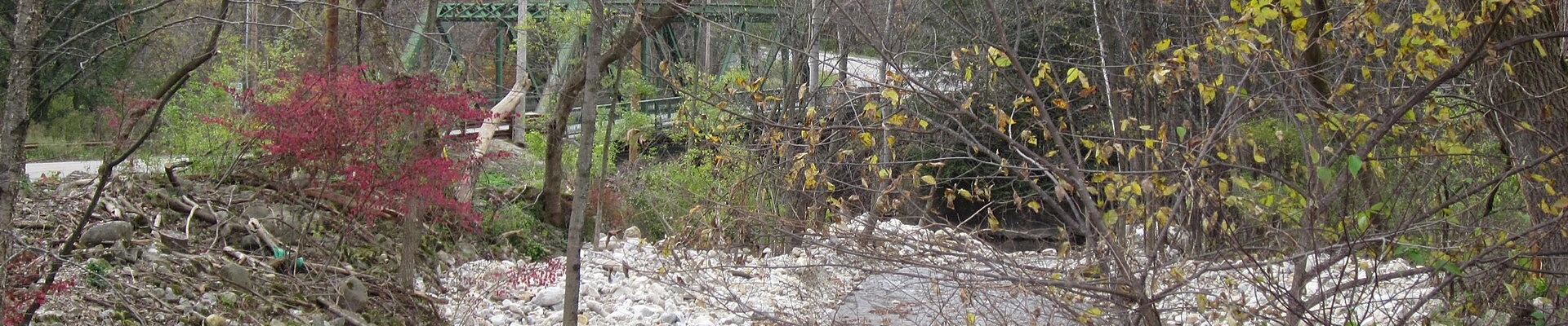 Tree in Wallingford