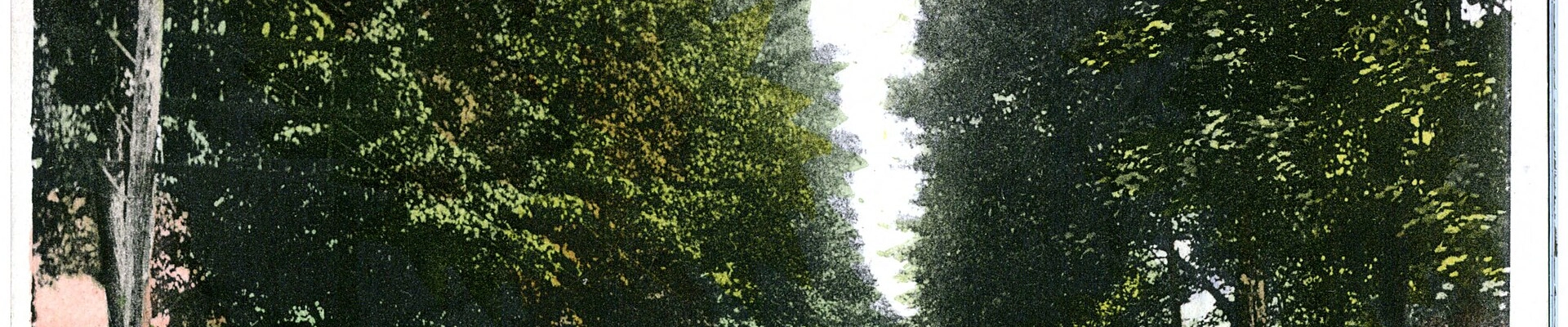 Tree providers in Orwell