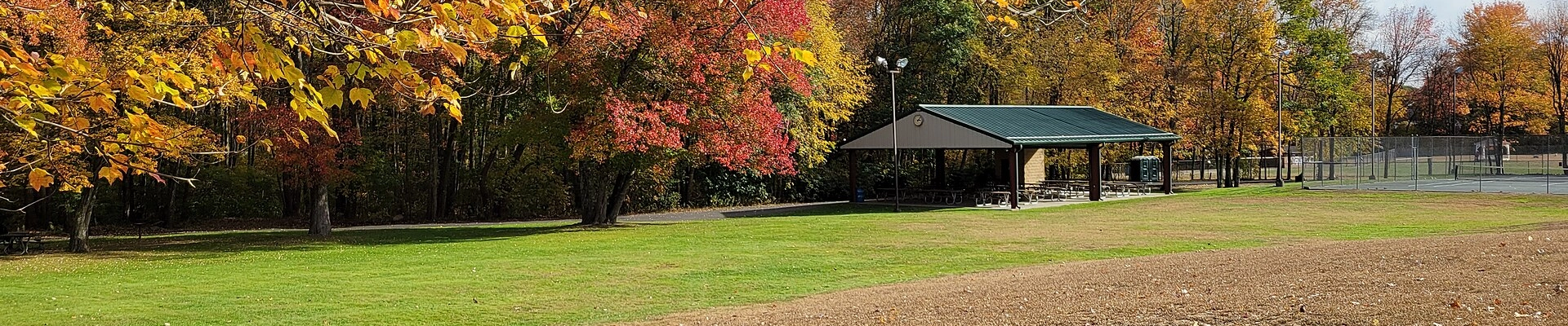 Tree in Wolcott