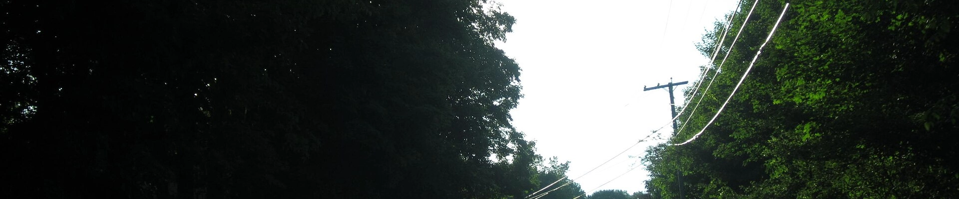 Tree in Hardwick
