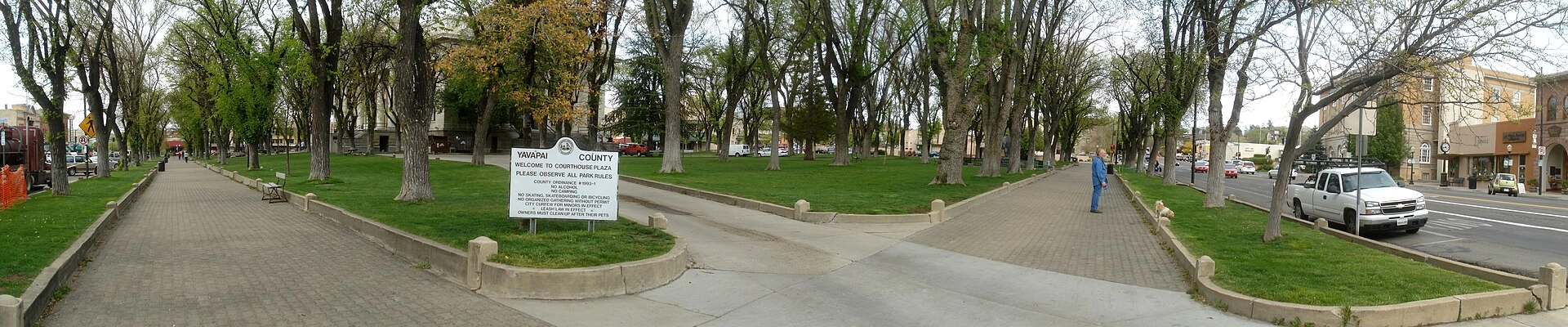 Tree in Prescott, AZ