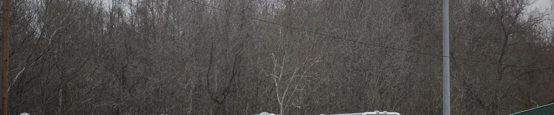 Tree in South Boston