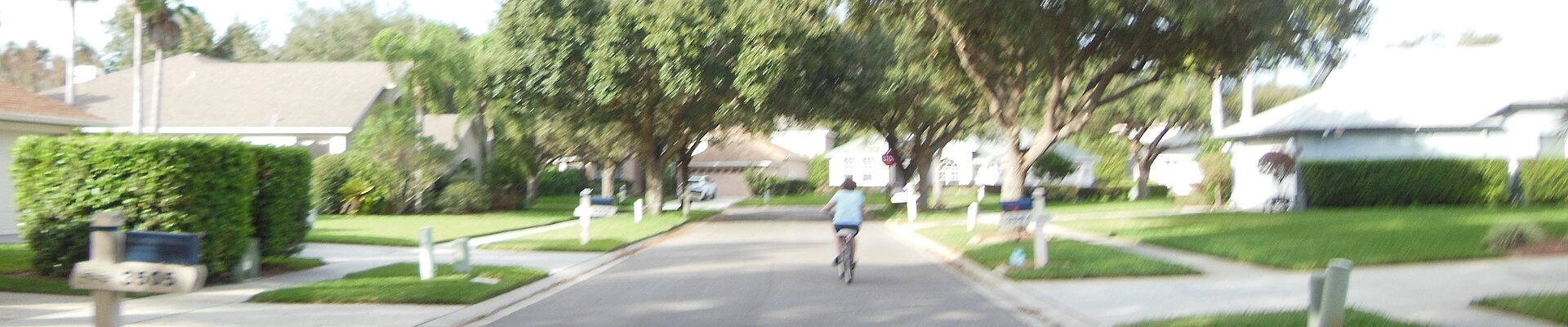 Tree providers in Valrico