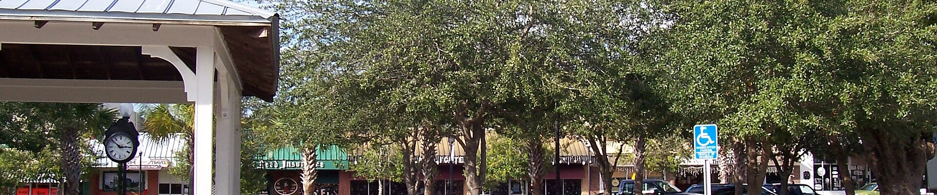 Tree in Zephyrhills, FL
