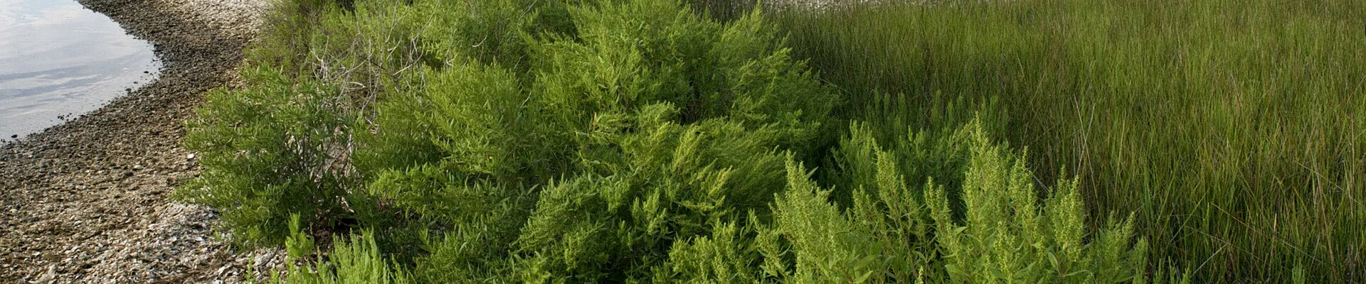 Tree, House Cleaning, and HVAC in Grand Bay