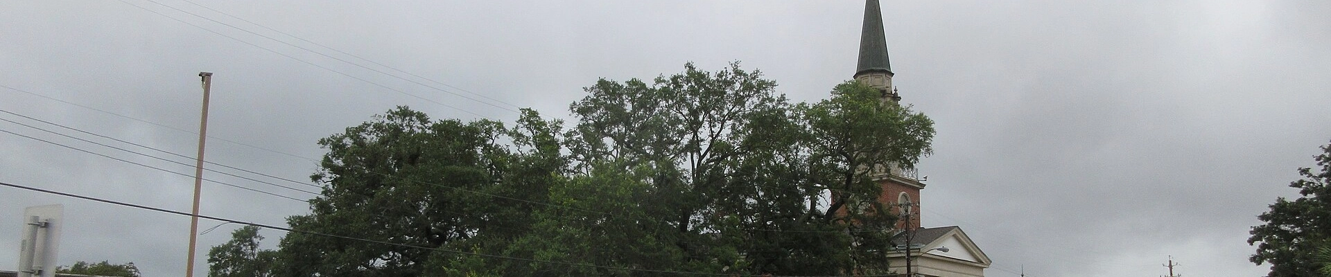 Tree in Pensacola, FL