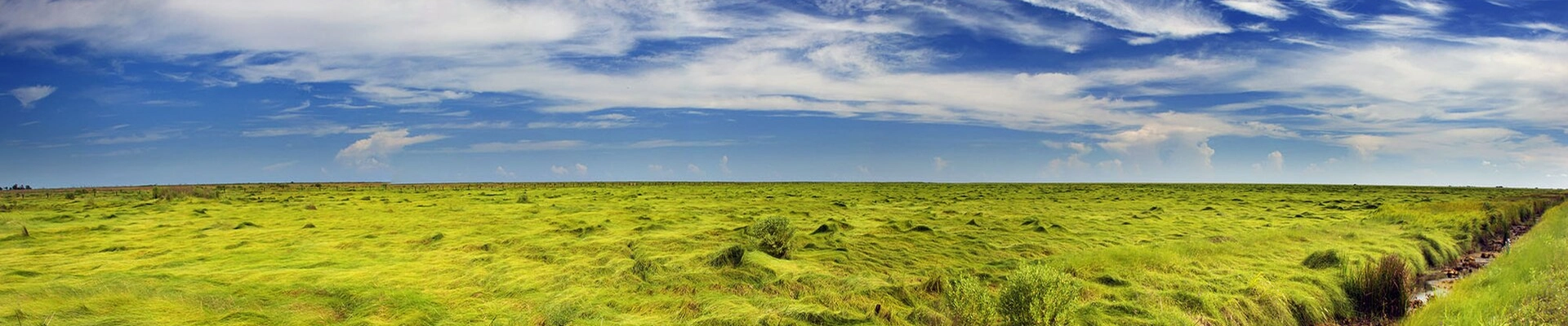 Tree providers in Brazoria