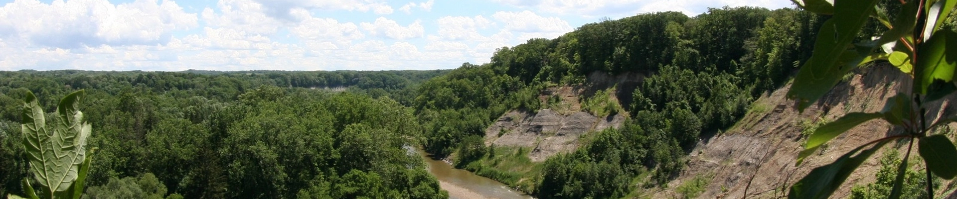 Tree providers in Willoughby Hills