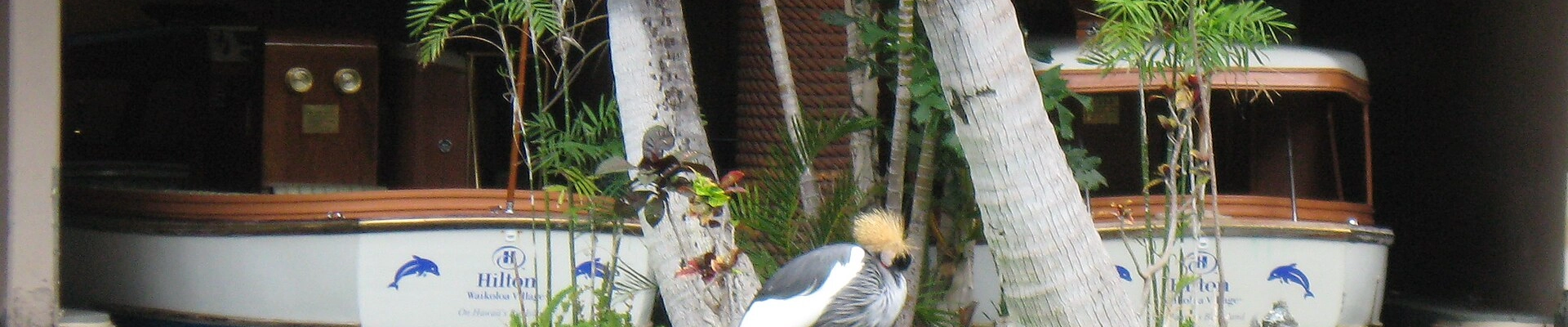 Local pros in Waikoloa Village, HI