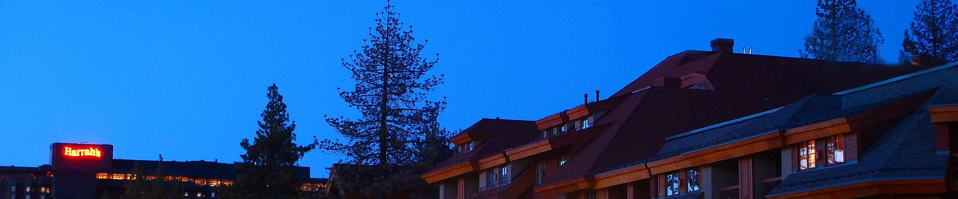Tree in South Lake Tahoe, CA