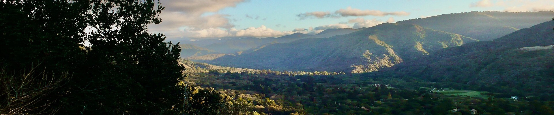 Tree, Landscaping, and Electrical in Carmel Valley