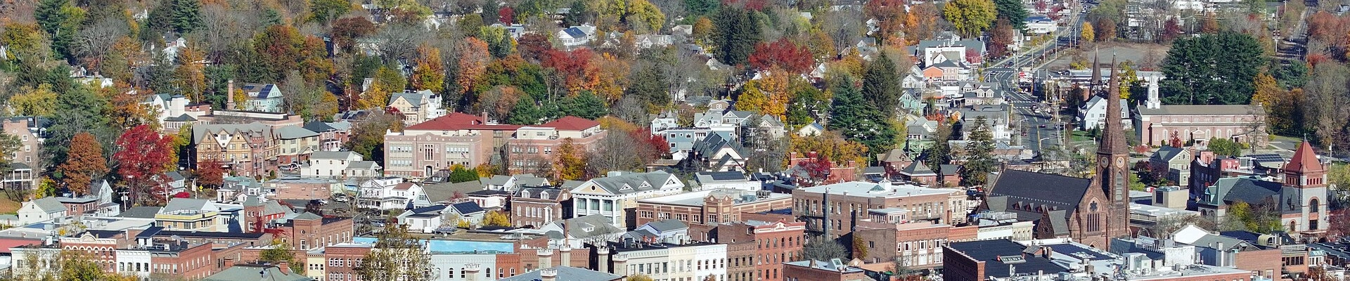 Tree in Northampton, MA
