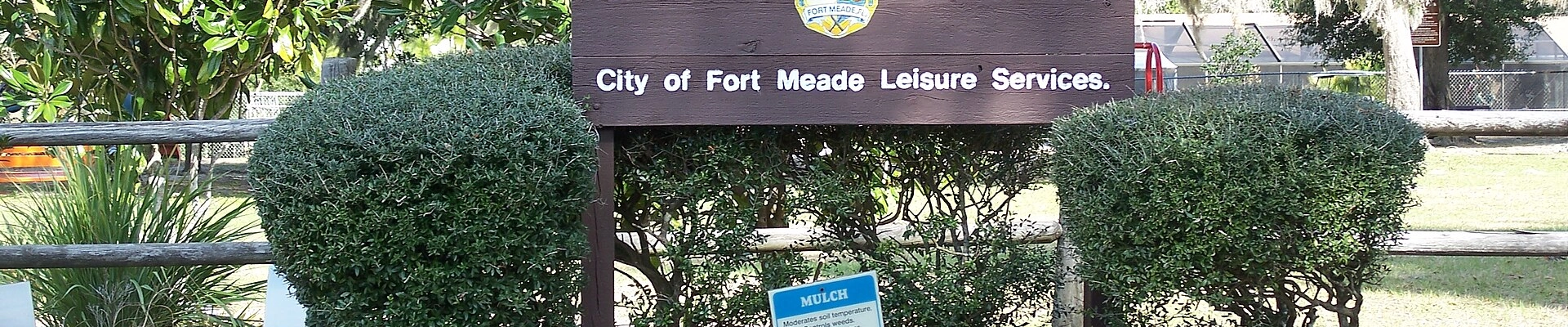 Tree in Fort Meade
