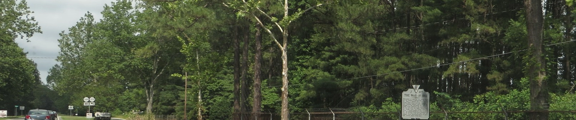 Electrical, Landscaping, and Tree in White Stone