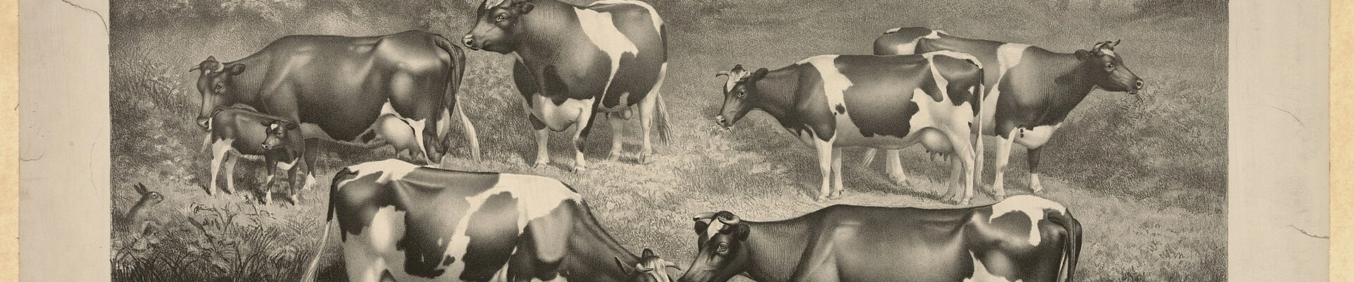 Tree providers in Holstein