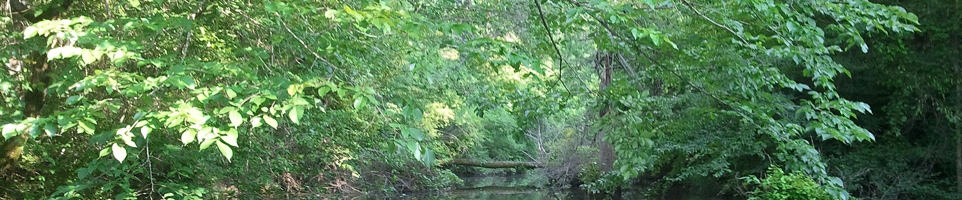 Tree providers in Pelahatchie
