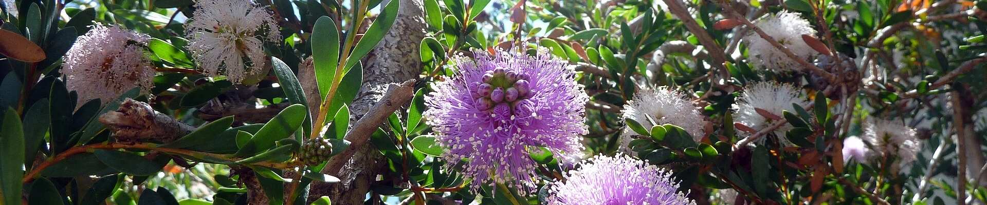 Landscaping in Cutler, CA