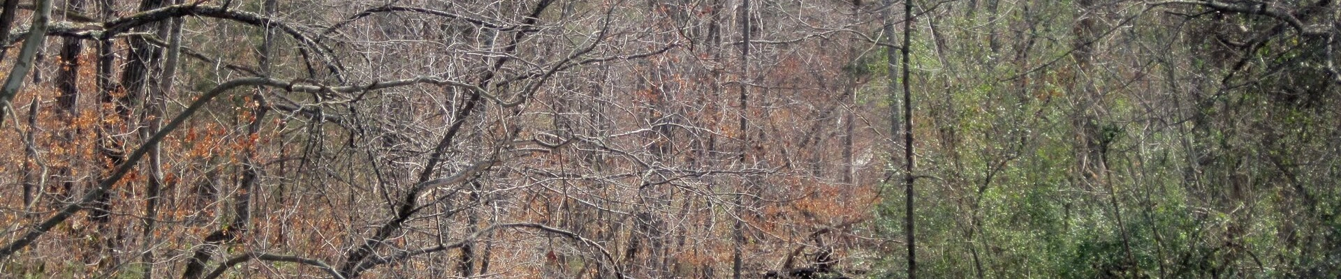 Local pros in Bear Creek, NC