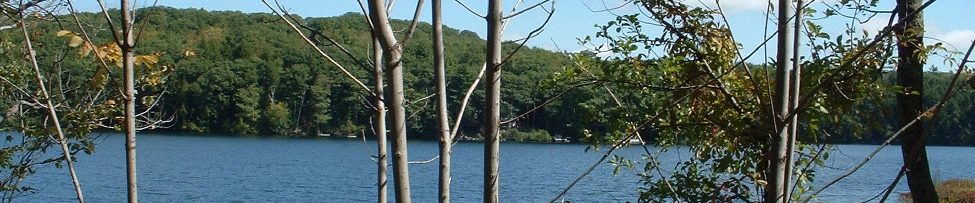 Tree in Otis, MA