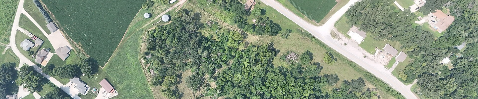 Tree in Honey Creek