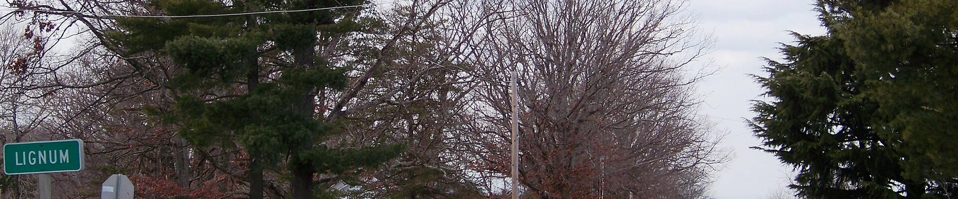 Tree in Lignum, VA
