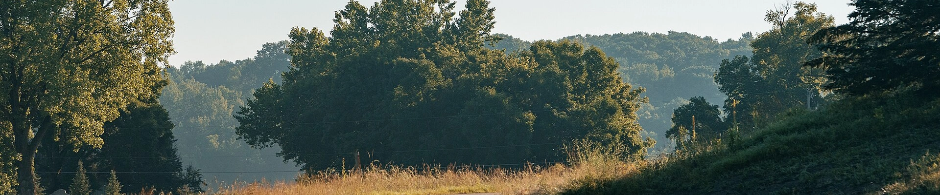 Tree in Orono, MN