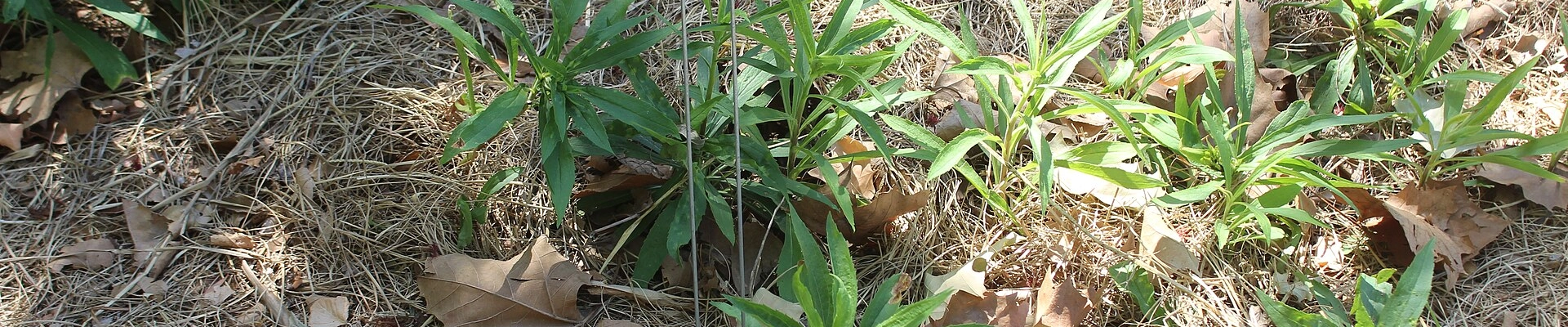 Tree providers in Goldenrod