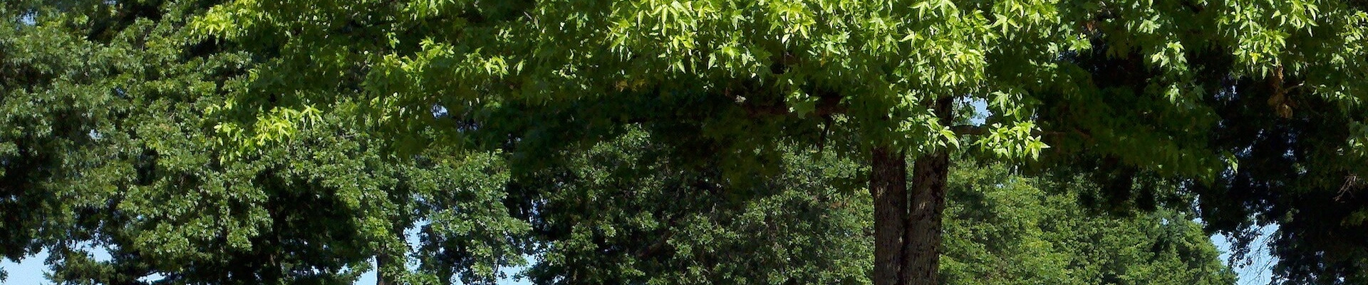 Tree providers in Glenhaven