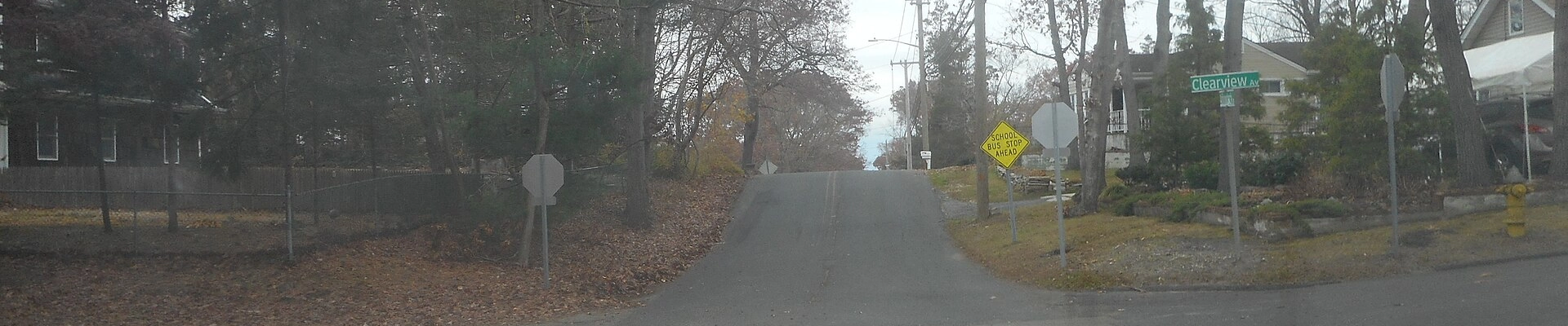 Tree in Selden, NY