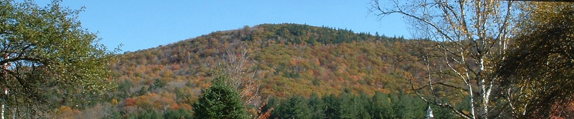 Tree in Rowe, MA