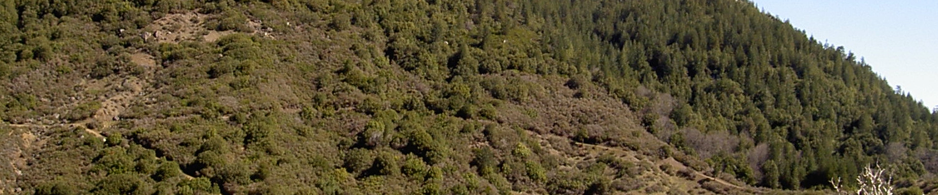 Tree providers in Cobb