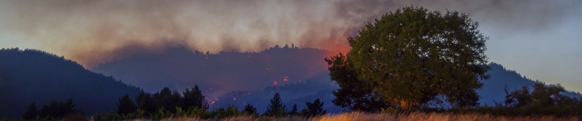 Tree providers in Redwood Valley