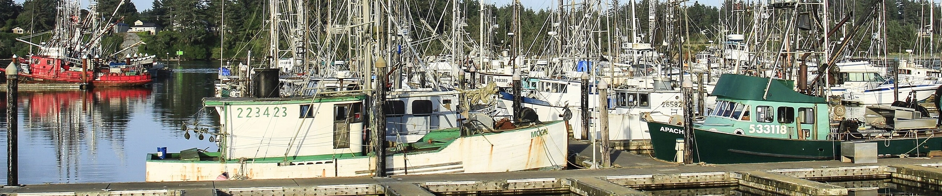 Tree in Coos Bay, OR