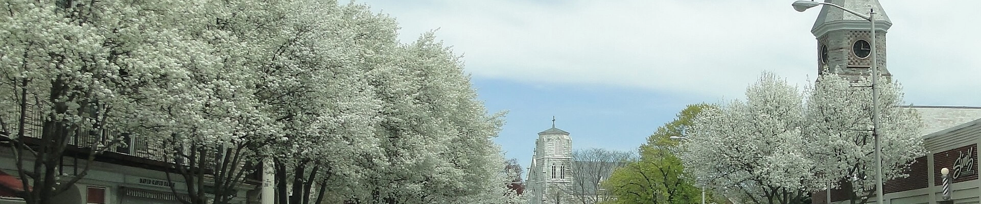 Tree in Great Barrington, MA