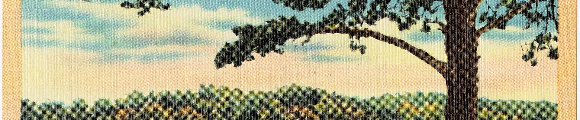 Tree in Brewster